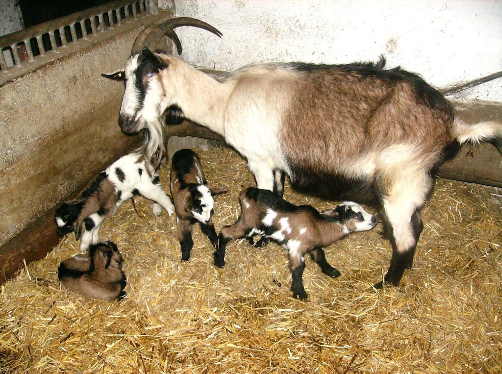 Bauernhof Libiseller Anita Biobauernhof Unterhub *