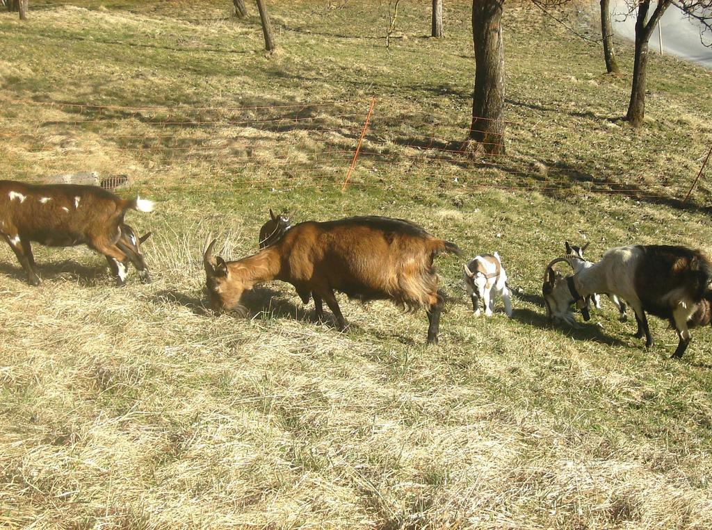 Bauernhof Libiseller Anita Biobauernhof Unterhub